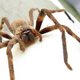 Palystes castaneus, una de las muchas especies de araña que se pueden encontrar en Australia